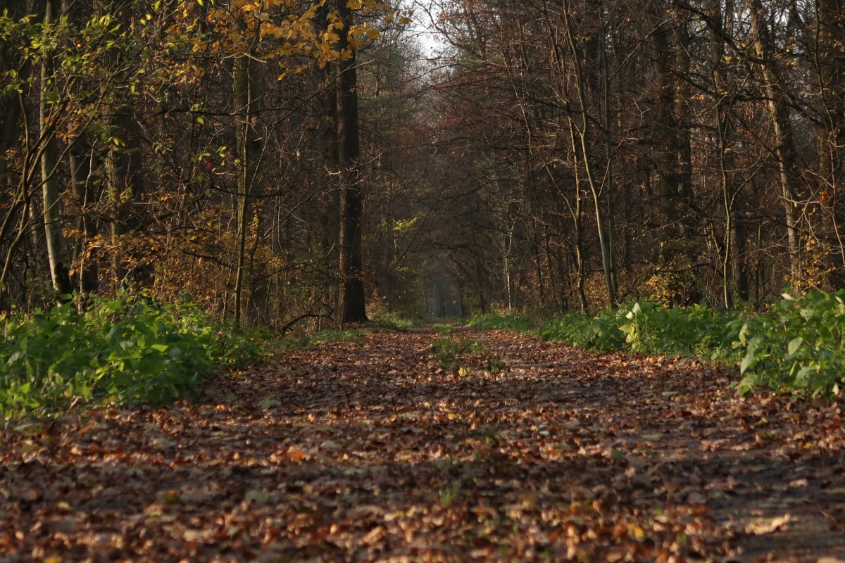 Chemin dans une forêt avec des arbres sans feuilles